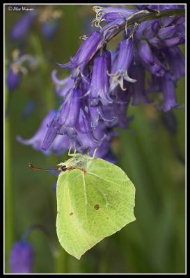 Brimstone (Gonepteryx rhamni)