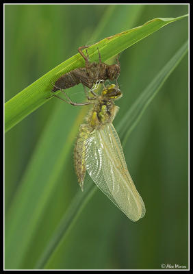 Four Spotted Chaser - Emerging
