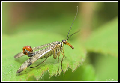 g4/65/523365/3/61187003.DSC_447201_ScorpionFly.jpg