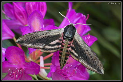 Privet Hawkmoth