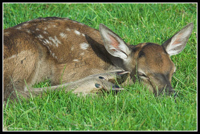 Red Deer Fawn