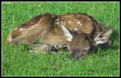 Red Deer Fawn