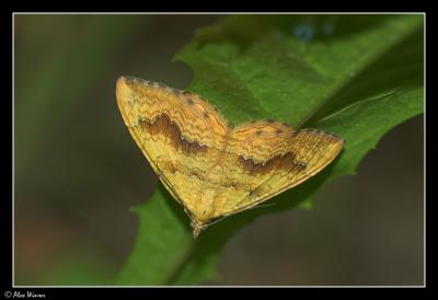 Yellow Shell