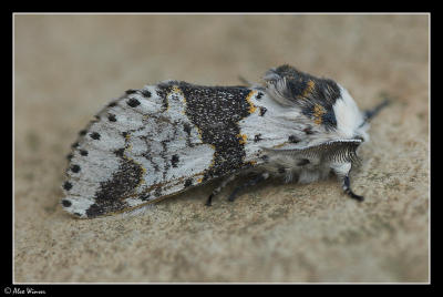 Alder Kitten