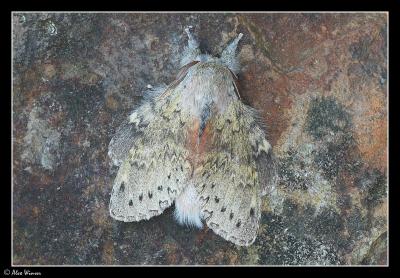 Lobster Moth