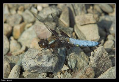 Broad Bodied Chaser - Male