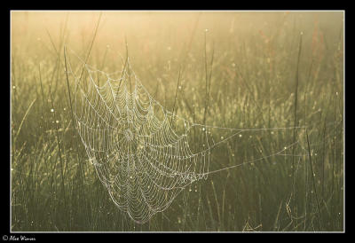 Morning Web