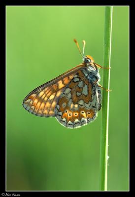 Marsh Fritillary (Euphydryas aurinia)