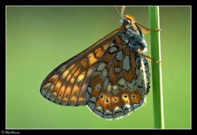 Marsh Fritillary (Euphydryas aurinia)