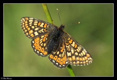 Marsh Fritillary (Euphydryas aurinia)