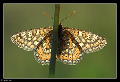 Marsh Fritillary (Euphydryas aurinia)