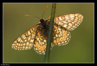 Marsh Fritillary (Euphydryas aurinia)