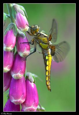 Broad Bodied Chaser - Male (Immature)