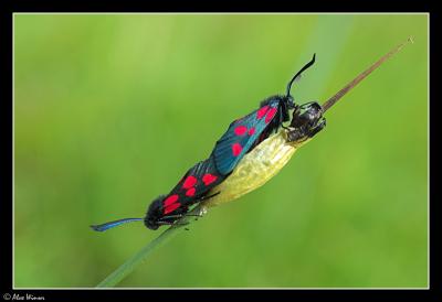 Narrow-bordered Five-Spot Burnet