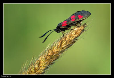 Narrow-bordered Five-Spot Burnet