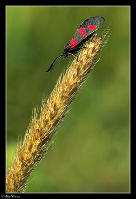 Narrow-bordered Five-Spot Burnet