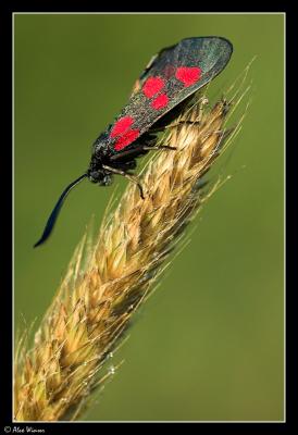 Narrow-bordered Five-Spot Burnet