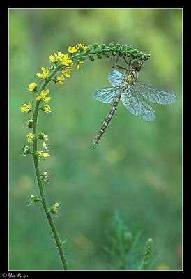 Southern Hawker - Male - Immature