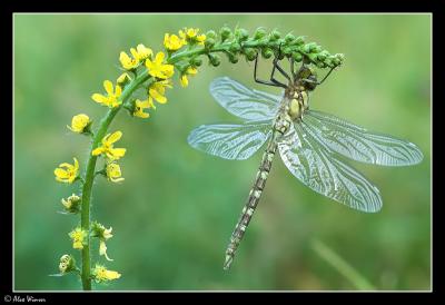 Southern Hawker - Male - Immature