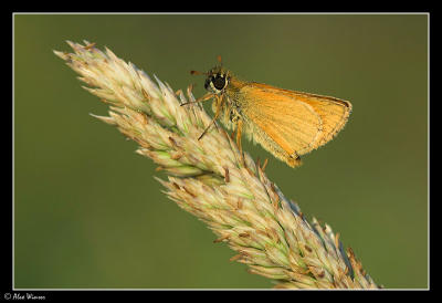 Small Skipper (Thymelicus sylvestris)