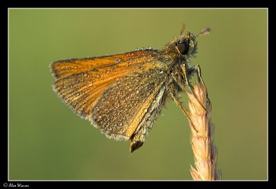 Small Skipper (Thymelicus sylvestris)