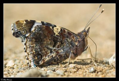 Red Admiral