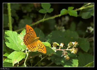 Silver Washed Fritillary (Argynnis paphia)