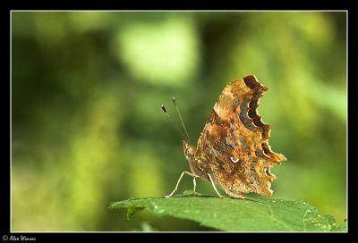 Comma (Polygonia c-album)