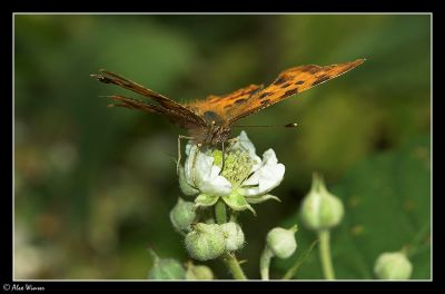 Comma (Polygonia c-album)