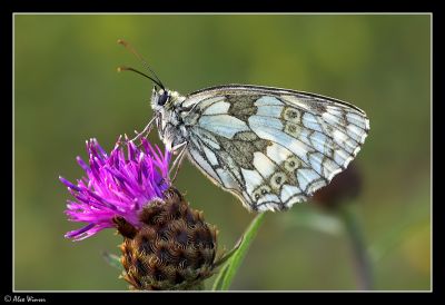 Marbled White (Melannargia galathea)