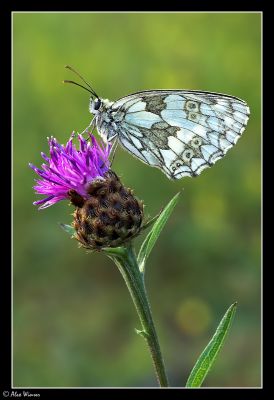 Marbled White (Melannargia galathea)
