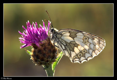 Marbled White (Melannargia galathea)