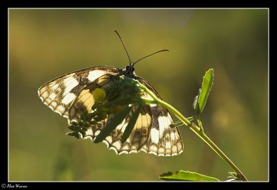 Marbled White (Melannargia galathea)
