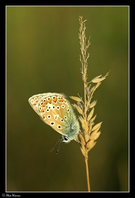 Common Blue (Polyommatus icarus)