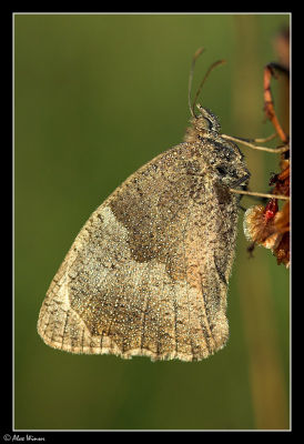 Meadow Brown (Maniola jurtina)