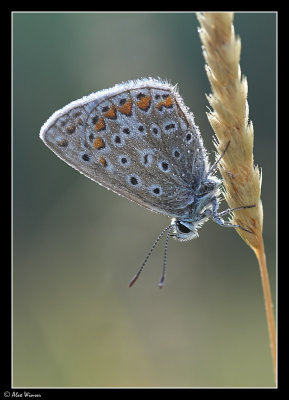 Common Blue (Polyommatus icarus)