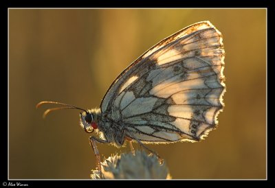 Marbled White (Melannargia galathea)