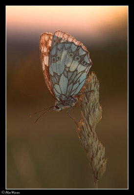 Marbled White (Melannargia galathea)