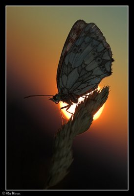 Marbled White (Melannargia galathea)