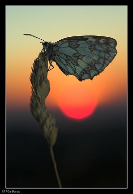 Marbled White (Melannargia galathea)