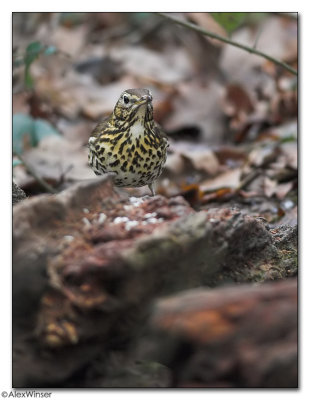 Mistle Thrush