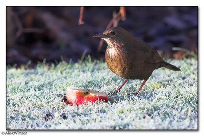 Blackbird