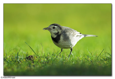 Pied Wagtail