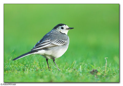 Pied Wagtail