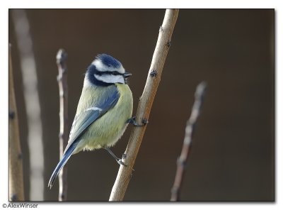 Blue Tit