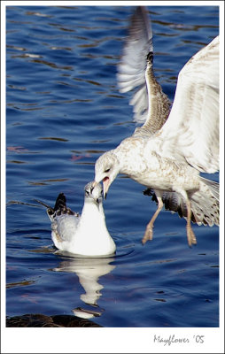 duck01.jpg