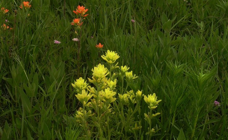 Castilleja coccinea