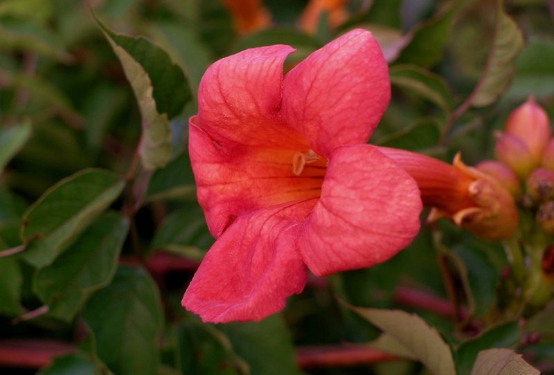 Campsis radicans