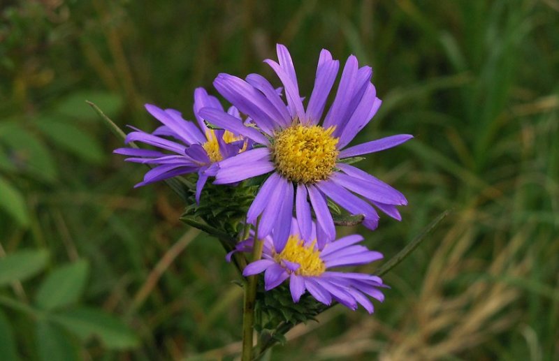 Eurybia hemispherica