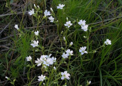 Minuartia muscorum